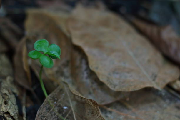 istock Plant a tree in nature waiting for a big day 1063175308