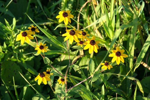 istock Flower - Rudbeckia hirta - 02 1063177230