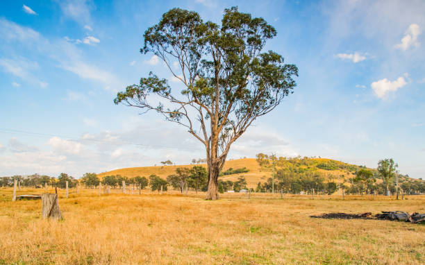 istock Out in the country and gum tree 1063178656