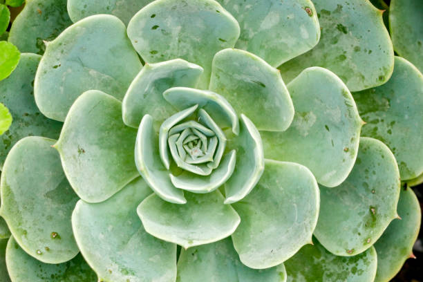 istock Cactus succulent plant in the greenhouse 1063184980