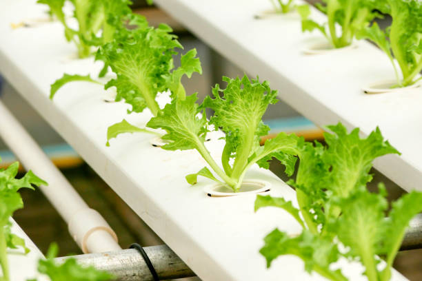 istock Organic hydroponic vegetable farm growing in greenhouse 1063185194
