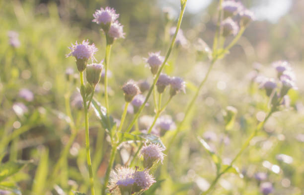 istock purple grass flower soft sunlight in natural background 1063188090