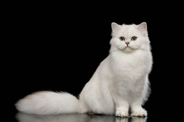 istock Furry British breed Cat white color on Isolated Black Background 1063193868