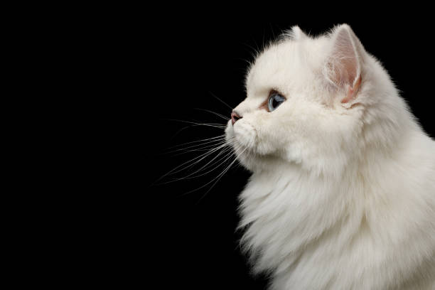istock Furry British breed Cat white color on Isolated Black Background 1063193870