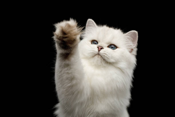 istock Furry British breed Cat white color on Isolated Black Background 1063193872
