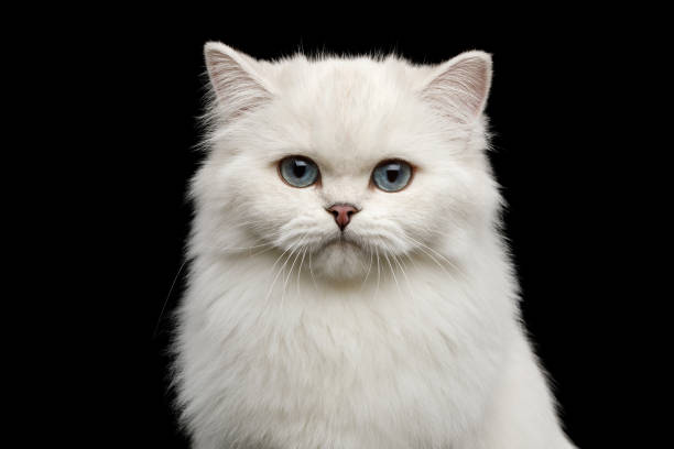 istock Furry British breed Cat white color on Isolated Black Background 1063193888