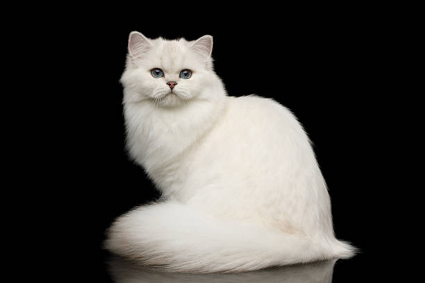 istock Furry British breed Cat white color on Isolated Black Background 1063193898