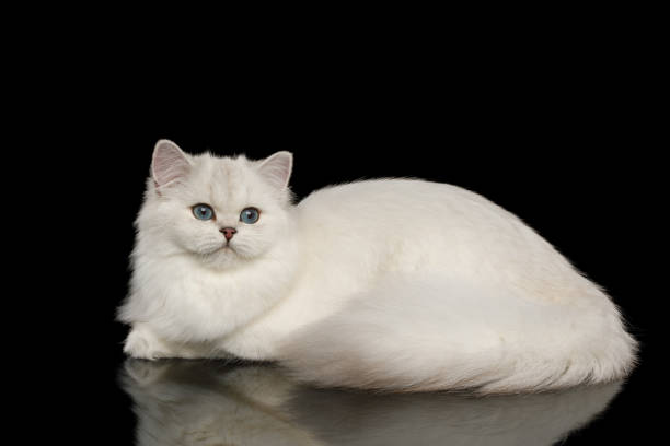 istock Furry British breed Cat white color on Isolated Black Background 1063193902