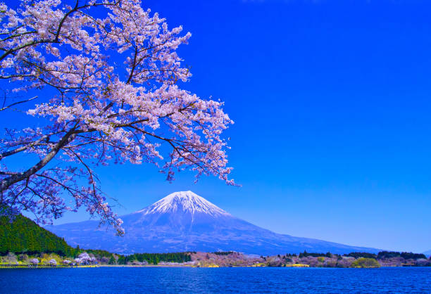 istock Lake Tanuki and Mount Fuji 1063197450
