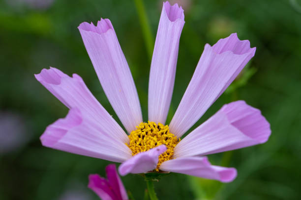 istock Cosmos Flower , Chiba Prefecture, Japan 1063197558