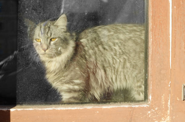 istock Home cat basking in the sun. 1063197666