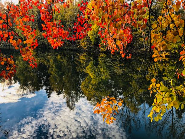 istock Autumn leaves of a silver poplar 1063199222
