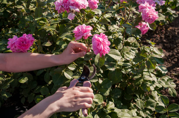 istock Female hands cut pink roses at dacha with scissors 1063200998