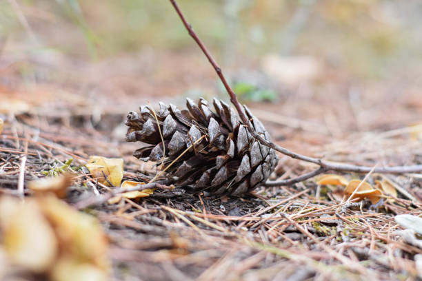 istock Pine cone fallen on the ground in the forest 1063202770