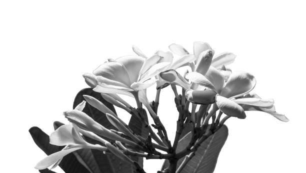 istock White frangipani and spider in natural light 1063202948