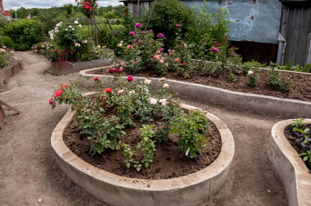 istock Flowerbed with roses at their summer cottage 1063204828