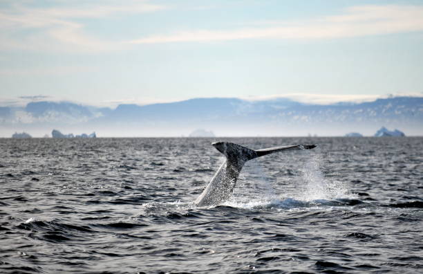 istock Greenland Sea Whale Watching. 1063206090