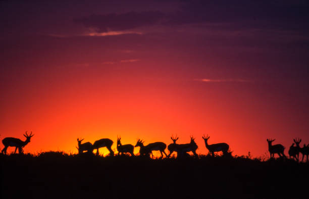 Springbok at the sunset Springbok (Antidorcas marsupialis), Central Kalahari Game Reserve, Ghanzi, Botswana, Africa bushveld photos stock pictures, royalty-free photos & images