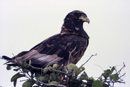 Bateleur (Terathopius acaudatus), Central Kalahari Game Reserve, Ghanzi, Botswana, Africa