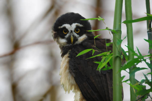 Spectacled Owl in full length Close-up of a single Spectacled Owl in full length hiding between bamboo plant. spectacled owls (pulsatrix perspicillata) stock pictures, royalty-free photos & images