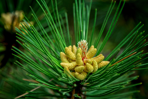 Close-up black pine tree branch with long green needles and yellow pollen pods. Natural background.