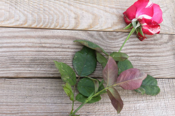 istock Red and white rose on dostochka.View from above 1063225162