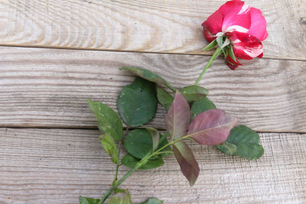 istock Red and white rose on dostochka.View from above 1063225280
