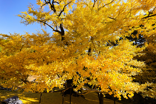 Birch forest with tall birch trees with yellow and green foliage, sunny autumn weather in a birch forest with a blue sky