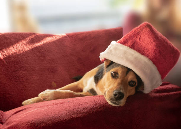 istock Cute mongrel dog with santa hat. 1063227010
