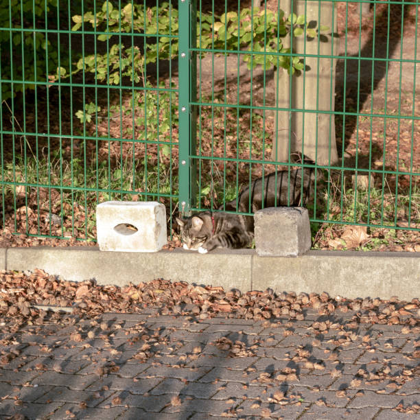 chat domestique sur le retour de la randonnée se traîne à travers un trou dans la clôture - ramble photos et images de collection