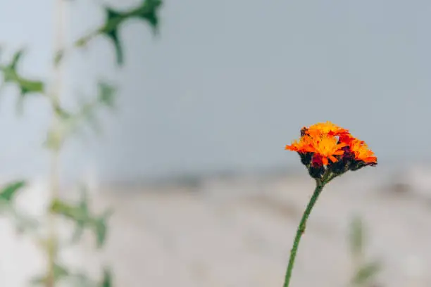 Wild orange flower on thin stem viewed in close-up, with blurred natural background as copy space