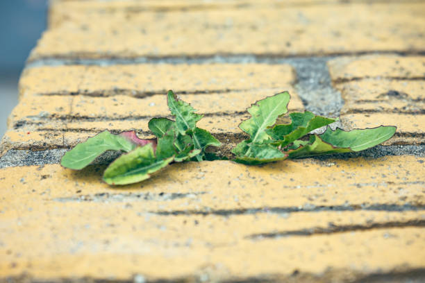 istock Green sprout growing through the asphalt 1063230368