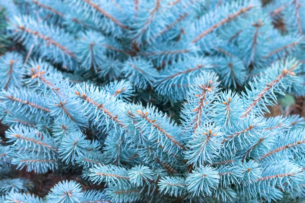 istock Blue spruce branches background. Christmas tree branches with needles. Blue spruce, green spruce, white spruce, Colorado spruce, or Colorado blue spruce, Picea pungens close up 1063232574