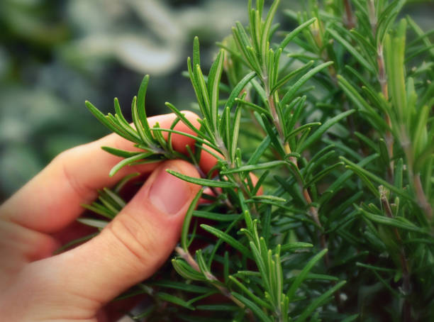 rosemarry pick, hierbas de italia - rosemary fotografías e imágenes de stock