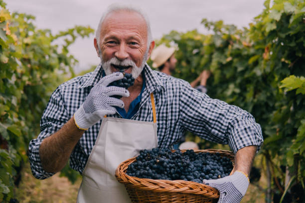 istock Smiling senior man eating grapes 1063232816