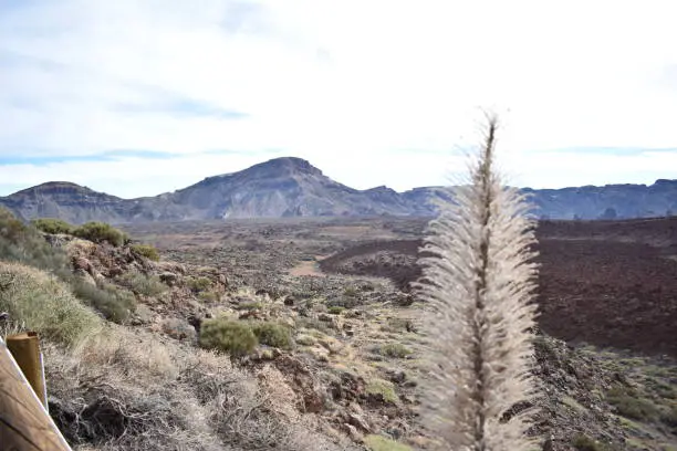 Photo of Dry tajinaste plant near the big famous volcano Pico del Teide in Tenerife, Europe
