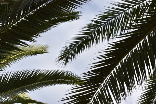 istock Exotic green palm leaves – photographed from below 1063236558