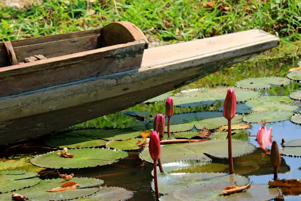 Photo of Vibrant Pink Lotus Flower Buds in a Pond Cover with Lotus Leaves with a Wooden Boat in Background