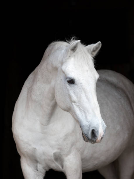 istock Purebred arabian horse isolated on black backgtound. 1063236928