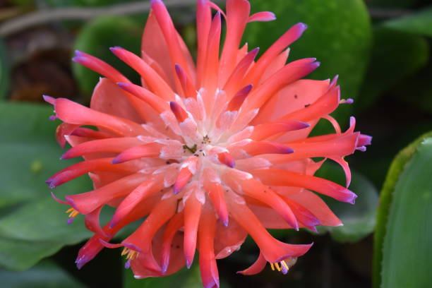 istock Closeup of a beautiful red flower 1063237006