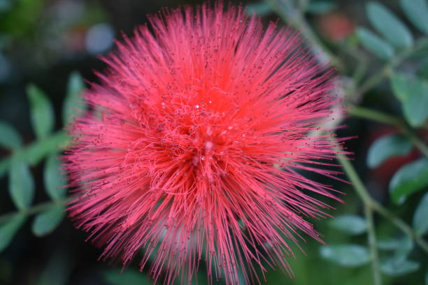 istock Closeup of a beautiful red flower 1063237052