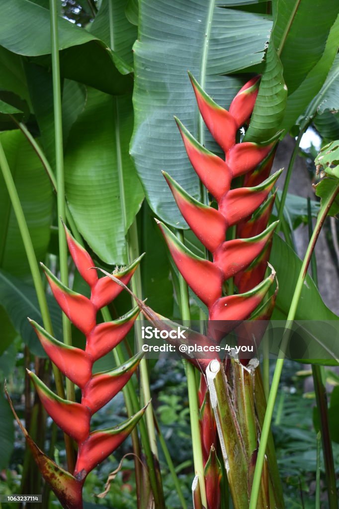 Hermosa Palmera Exótica Con Una Flor Roja En Un Jardín Botánico Foto de  stock y más banco de imágenes de Cielo - iStock
