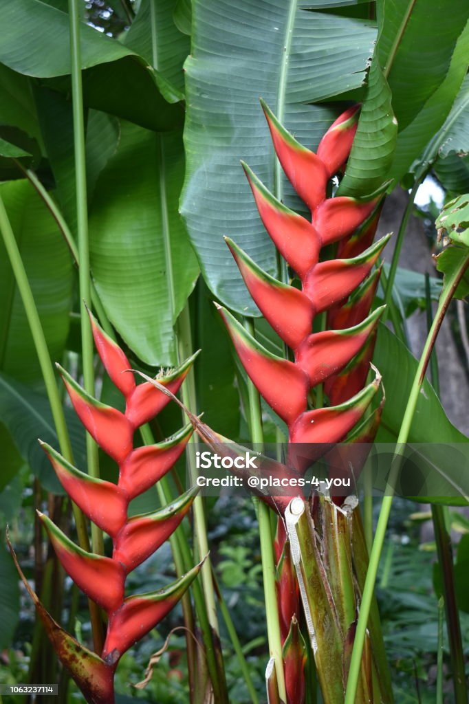 Hermosa Palmera Exótica Con Una Flor Roja En Un Jardín Botánico Foto de stock y más banco de imágenes de Cielo - iStock Hermosa Palmera Exótica Con Una Flor Roja En Un Jardín Botánico Foto de stock y más banco de imágenes de Cielo - iStock