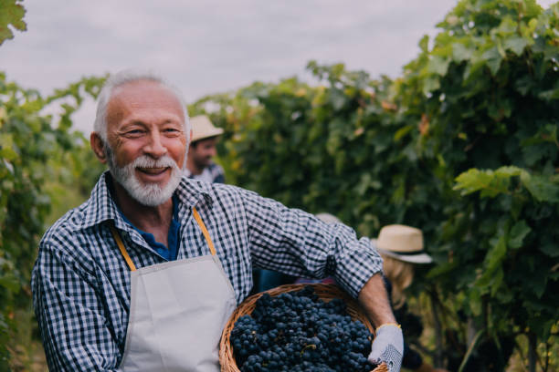 istock Senior man holding a basket full of grapes 1063237246