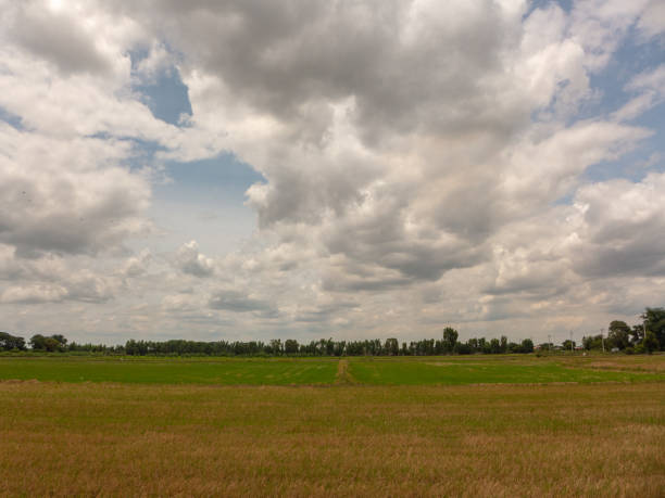 istock beautiful green rice field on blue sky with cloud background 1063238846