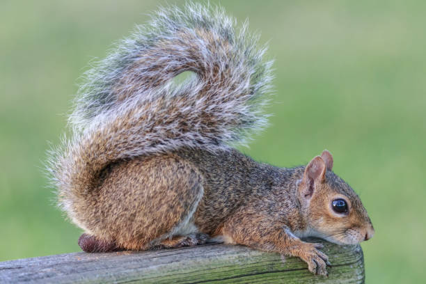 istock Wild Squirrel Poses for the Camera in Florida 1063239016