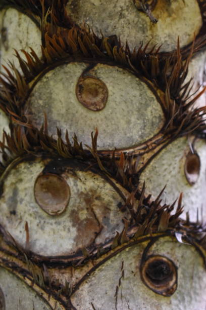 istock Closeup of a tree bark of a tropical palm tree 1063239782