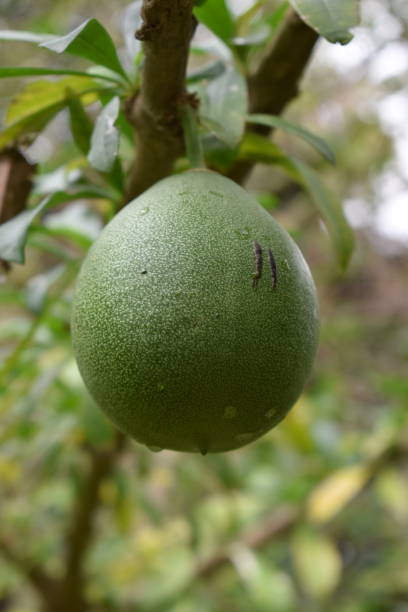 istock Avocado tree in a garden in Tenerife 1063240948