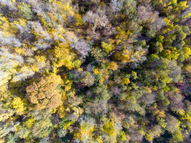 istock Fall Wood from above. Landscape. Aerial 1063241064