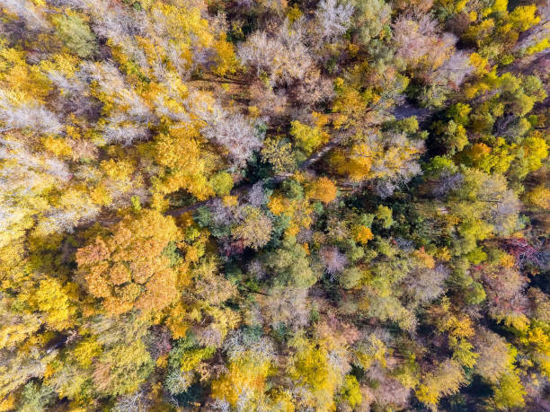 istock Fall Wood from above. Landscape. 1063241190